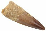 Fossil Spinosaurus Tooth - Real Dinosaur Tooth #235852-1